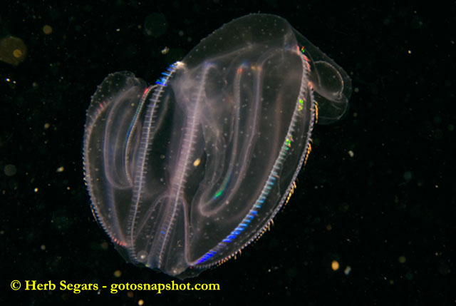 A Leidy\'s comb jellyfish, Mnemiopsis leidyi, exhibitis bioluninescense in its ciliary plates