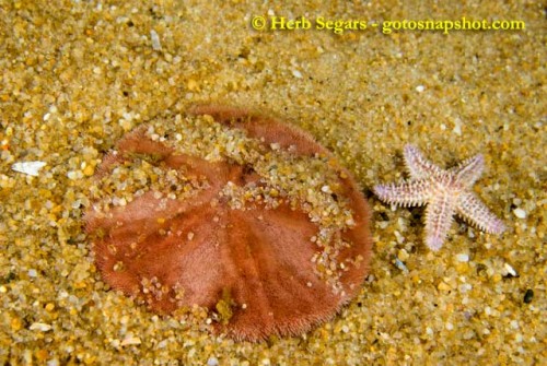 Common Sand Dollar and Forbes Sea Star