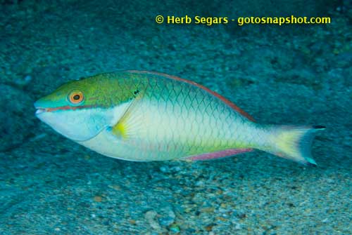 Redband Parrotfish, Sparisome aurofrenatum