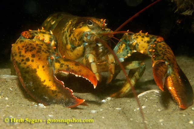 How Old Is That Lobster? – Herb Segars Photography Blog